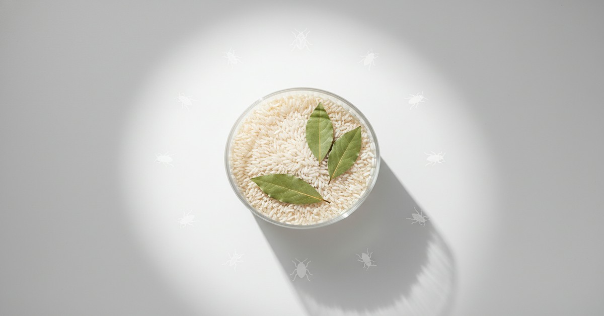 米びつの虫対策にローリエ？古くから伝わる安全な防虫術